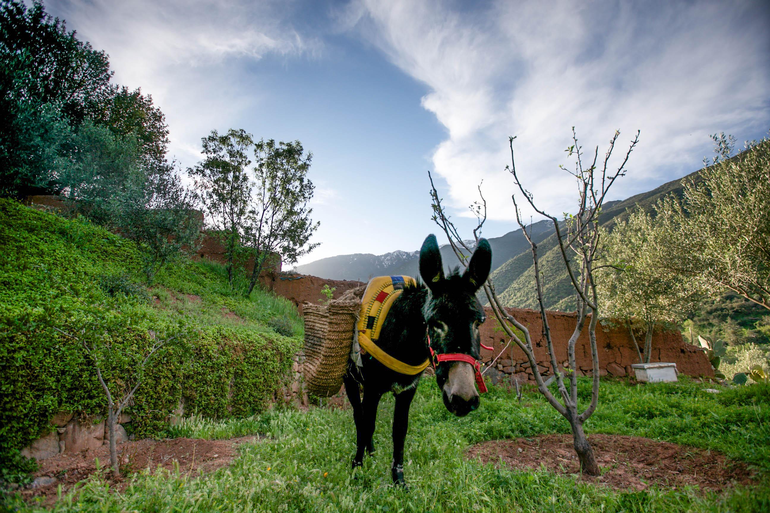 Bed and Breakfast Kasbah Africa Ouirgane Esterno foto